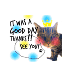 He's Mint the cat 2（個別スタンプ：8）