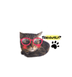 He's Mint the cat 2（個別スタンプ：10）