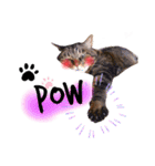 He's Mint the cat 2（個別スタンプ：12）