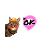 He's Mint the cat 2（個別スタンプ：13）