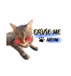 He's Mint the cat 2（個別スタンプ：15）