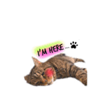 He's Mint the cat 2（個別スタンプ：16）