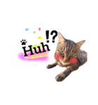He's Mint the cat 2（個別スタンプ：21）
