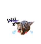 He's Mint the cat 2（個別スタンプ：23）