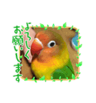 ボタンインコの蕨(わらび)です（個別スタンプ：2）