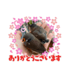 ボタンインコの蕨(わらび)です（個別スタンプ：3）