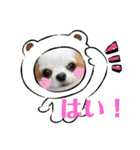 癒しの着ぐるみ犬（個別スタンプ：1）