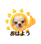 癒しの着ぐるみ犬（個別スタンプ：4）