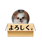 癒しの着ぐるみ犬（個別スタンプ：6）
