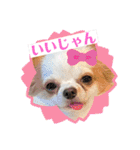 癒しの着ぐるみ犬（個別スタンプ：10）