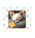 癒しの着ぐるみ犬（個別スタンプ：17）