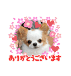 癒しの着ぐるみ犬（個別スタンプ：19）