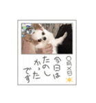 癒しの着ぐるみ犬（個別スタンプ：23）