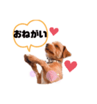 テディの可愛いスタンプ❤️（個別スタンプ：2）
