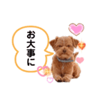 テディの可愛いスタンプ❤️（個別スタンプ：3）