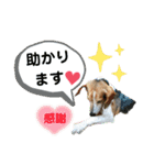 うしおの日常よく使うスタンプ②（個別スタンプ：14）