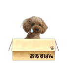 Kabosu.I（個別スタンプ：3）