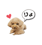 Kabosu.I（個別スタンプ：6）