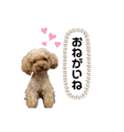 Kabosu.I（個別スタンプ：7）