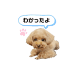 Kabosu.I（個別スタンプ：11）