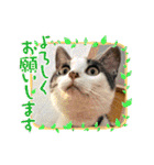 ごえこて盛り（個別スタンプ：6）