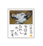 ごえこて盛り（個別スタンプ：37）