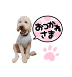 はくちゃんと愉快なわんこ達（個別スタンプ：6）