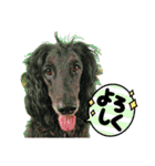 はくちゃんと愉快なわんこ達（個別スタンプ：17）