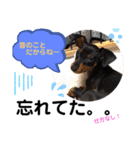 みにぴんライフ①（個別スタンプ：16）
