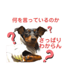 みにぴんライフ①（個別スタンプ：22）