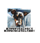 みにぴんライフ①（個別スタンプ：35）