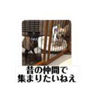 みにぴんライフ①（個別スタンプ：36）