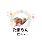 アニーちゃんスタンプ6（個別スタンプ：20）