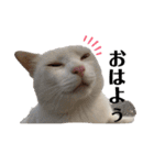 漁協の猫と家の猫ちゃんたちでごわす（個別スタンプ：1）