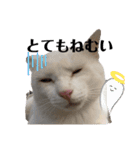 漁協の猫と家の猫ちゃんたちでごわす（個別スタンプ：2）