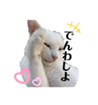 漁協の猫と家の猫ちゃんたちでごわす（個別スタンプ：3）