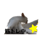漁協の猫と家の猫ちゃんたちでごわす（個別スタンプ：4）