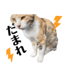 漁協の猫と家の猫ちゃんたちでごわす（個別スタンプ：5）