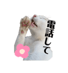 漁協の猫と家の猫ちゃんたちでごわす（個別スタンプ：6）