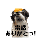 漁協の猫と家の猫ちゃんたちでごわす（個別スタンプ：9）