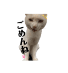 漁協の猫と家の猫ちゃんたちでごわす（個別スタンプ：10）