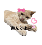 漁協の猫と家の猫ちゃんたちでごわす（個別スタンプ：11）