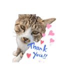 漁協の猫と家の猫ちゃんたちでごわす（個別スタンプ：12）