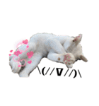 漁協の猫と家の猫ちゃんたちでごわす（個別スタンプ：13）