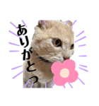 漁協の猫と家の猫ちゃんたちでごわす（個別スタンプ：14）