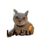 漁協の猫と家の猫ちゃんたちでごわす（個別スタンプ：17）