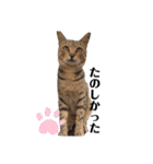 漁協の猫と家の猫ちゃんたちでごわす（個別スタンプ：18）