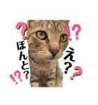 漁協の猫と家の猫ちゃんたちでごわす（個別スタンプ：19）