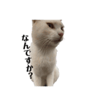 漁協の猫と家の猫ちゃんたちでごわす（個別スタンプ：21）