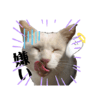 漁協の猫と家の猫ちゃんたちでごわす（個別スタンプ：22）